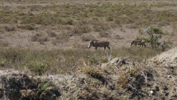 野生アフリカイボイノシシはアフリカの谷で乾いた草との平原を通過します 乾燥の季節の地球のブラウンが付いている塵のひづめを上げます ホット晴れた日 — ストック動画