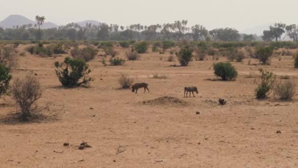 Tozlu ve kurak Afrika çölde yiyecek arayan warthogs — Stok video