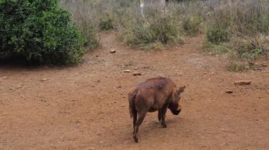 Domuz burun gıda Afrika yedekte tozlu toprak kokusunu arıyorum