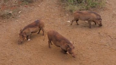 Üç Warthogs tozlu kırmızı dünyada Afrika yiyecek kokusu için arama
