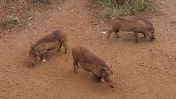 Τρεις φακόχοιροι ψάχνοντας για την μυρωδιά των τροφίμων στη σκονισμένη κόκκινη γη στην Αφρική — Αρχείο Βίντεο