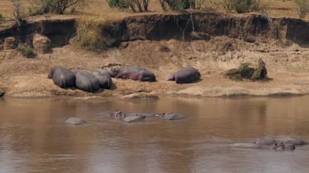 Flusspferde schlafen am Ufer und im Wasser des Mara-Flusses in Afrika — Stockvideo