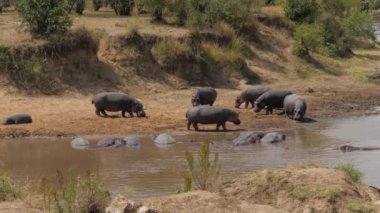 Mara Nehri kıyısında ayakta suaygırları, diğerleri su soğutmalı