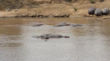 Suaygırları kıyısında ve Afrika Mara Nehri su uyku
