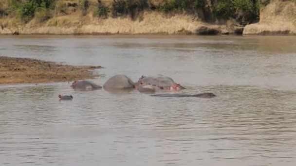 Hippos esfriam e descansam na água castanha do rio Mara em África — Vídeo de Stock