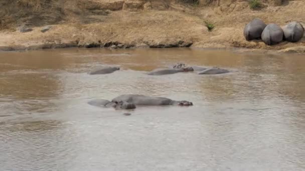 Flusspferde schlafen am Ufer und im Wasser des Mara-Flusses in Afrika — Stockvideo