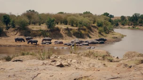 Flodens flodheste hviler på bankerne og i vandet i Mara-floden i Afrika – Stock-video