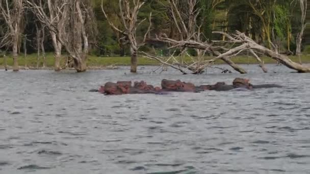 Gli ippopotami riposano nell'acqua del lago sullo sfondo di strappi essiccati di alberi — Video Stock