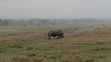 Gergedan yürüyüş ve şiddetli yağmur Afrika savana bir çayır otlatma
