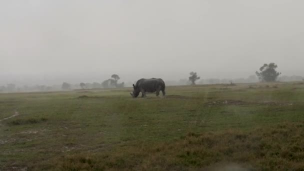 Rhino pastando en un prado en la sabana africana bajo fuertes lluvias — Vídeo de stock