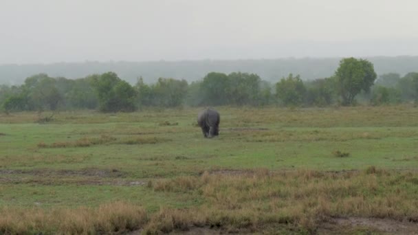 Ενηλίκων αφρικανικής Ρινόκερος πηγαίνει σε θάμνους από το πεδίο λόγω του Heavy Rain — Αρχείο Βίντεο