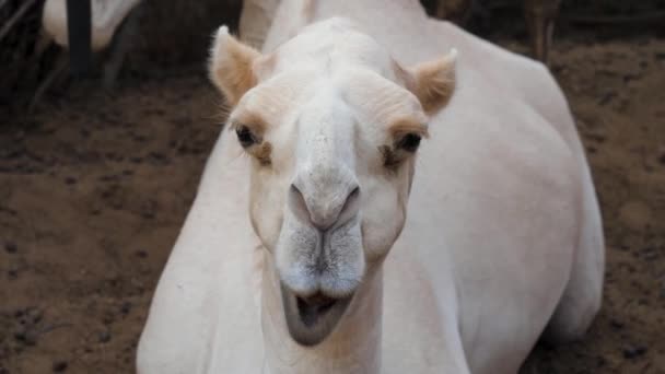 Närbild av en kameler huvud han ser in i kameran och tuggar roliga — Stockvideo