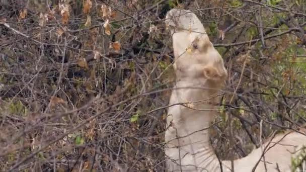 Крупним планом верблюжа голова їсть листя з гілок дерева — стокове відео
