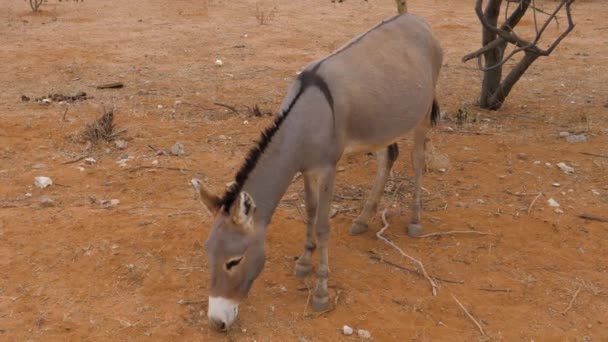 Esel hautnah beim Fressen von trockenem Gras auf dem roten Sandboden in der Wüste — Stockvideo