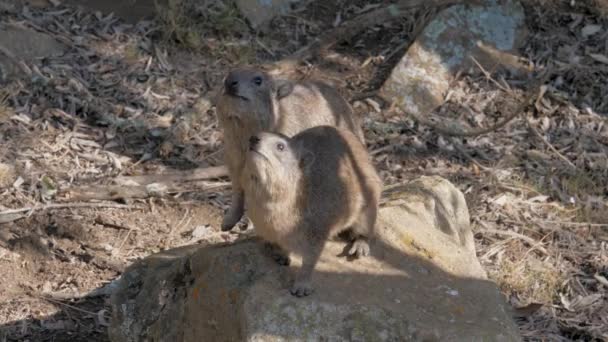 Two Rock Hyraxes Begging For Food On A Ledge Of Stone In African — Stock Video