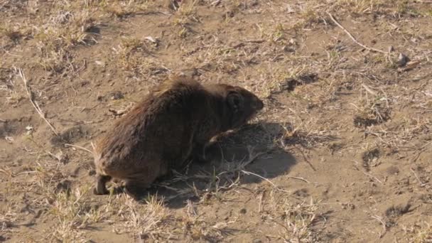 African Rocky Hyrax mastica y busca comida en el suelo polvoriento — Vídeo de stock