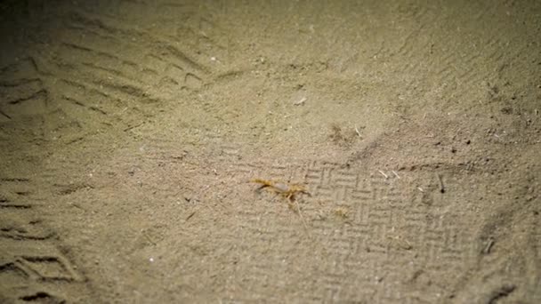 Ein kleiner Skorpion auf dem Sand im Licht einer Taschenlampe — Stockvideo