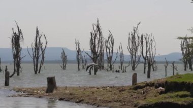 Afrika kuş Gölü Naivasha ve sinekler kıyılarından için ölü Snags çıkartıyor