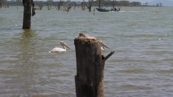 Two Pelicans Swim On Lake Naivasha In Africa Among The Snags Of Trees — Stock Video