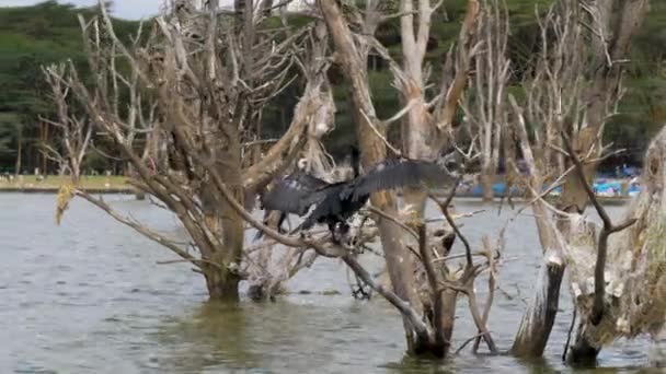 Big Cormorant bat ses ailes et s'assoit sur les branches séchées des arbres inondés — Video