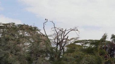 Afrika kuşları büyük karabatak ve balık kartal yuvası ve akasya ağaçları Sit