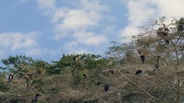 Afrika kuşlar büyük karabatak yuva ve Crown akasya dallarında otur