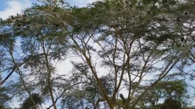Şube ve kron akasya ağaçlarının eğrileri üzerinde birçok karabatak yuva