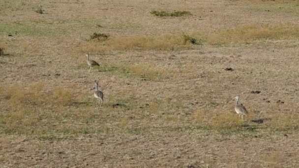 Tre svarta Bellied Bustard picka skalbaggar i den afrikanska savannen — Stockvideo