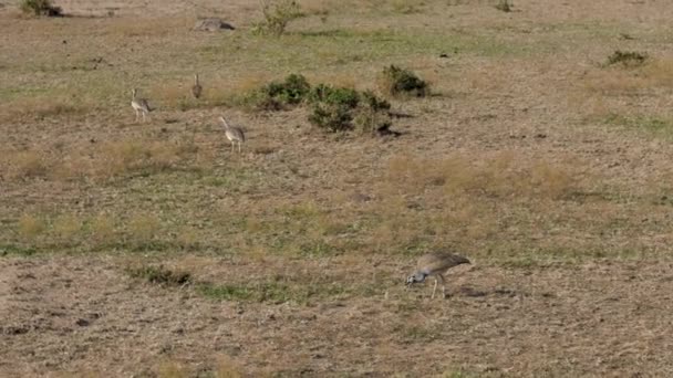 Schwarzbauchtrappe pickt Käfer in der afrikanischen Savanne — Stockvideo