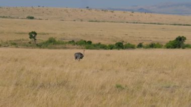 Yalnız bir devekuşu yürür ve gıda Afrika savana, Masai Mara rezerv yüksek yanık ve kurutulmuş çim arar