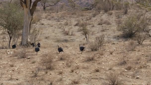 Το κοπάδι των Vulturine Guineafowl τρέχει ένα μετά το άλλο σε ένα δέντρο στην έρημο — Αρχείο Βίντεο