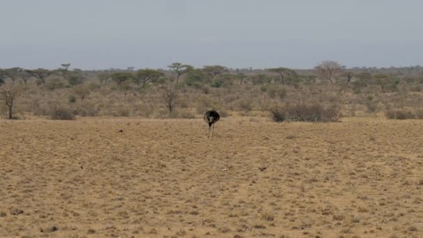 Afrikansk struts letar efter mat i öknen i den torkat gräs och Pecks det — Stockvideo