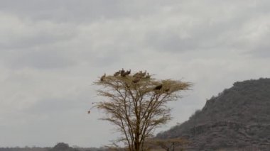 Bir sürü akbabalar üstünde tepe-in Afrika savana bir ağaçta oturuyor. Başlatmak veya av için dikkat et. Vahşi doğa rezerv Samburu