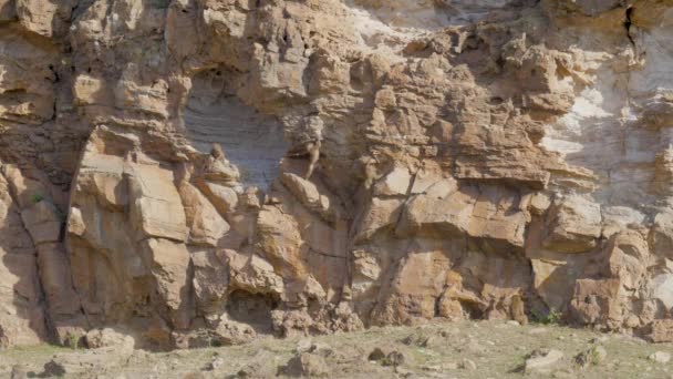 야생 젊은 원숭이 고 아프리카에 있는 돌의 가파른 바위 등반 — 비디오