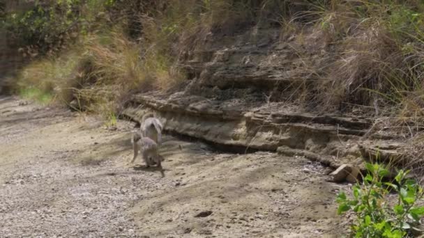 赤ちゃん猿が乾燥した川床の峡谷にカメラから離れて行く — ストック動画