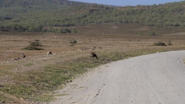 Обезьяна выходит на дорогу в африканской саванне в засушливый сезон — стоковое видео