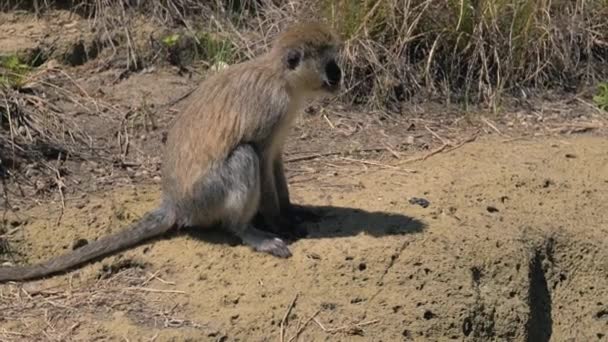 Closeup Side View Monkey Sits And Chews — Stock Video