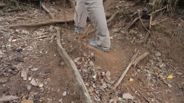 Gambe del turista passo oltre le enormi radici di alberi nella foresta — Video Stock