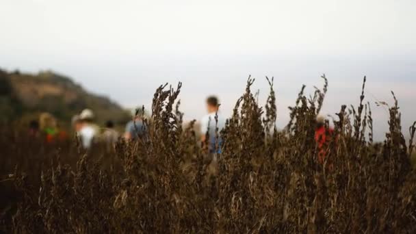 Enfoque en la hierba en el frente desenfocar a un grupo de personas caminando detrás — Vídeos de Stock