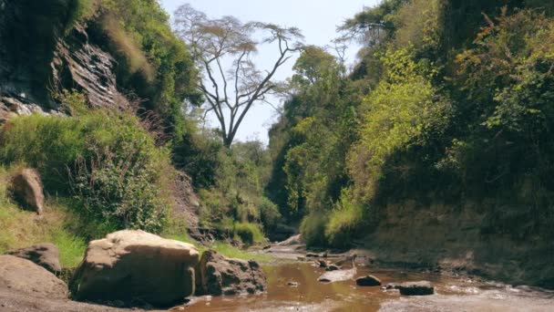 Vista de la selva en el cañón del río — Vídeos de Stock