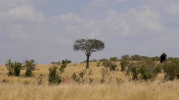 Vedute della savana africana con erba gialla dalla siccità e dai cespugli — Video Stock