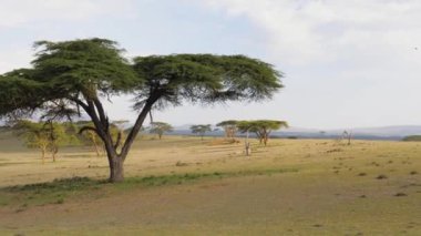 Akasya ağaçları ve güzel bir yeşil çayır ile Afrika savana