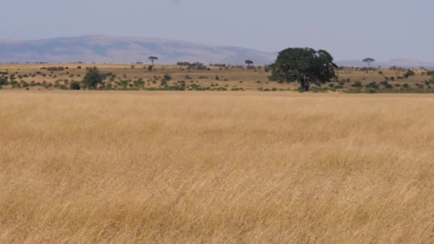 Syn på den afrikanska savannen i den torra säsongen med gul hög torkat gräs — Stockvideo