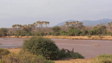 Kahverengi su ile ve güzel Afrika nehir manzarası