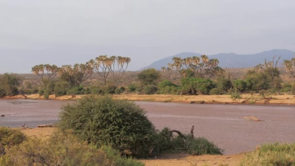 Az afrikai folyó barna vízzel és gyönyörű kilátással — Stock videók