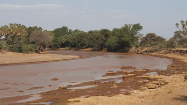 Las vistas del río africano con agua marrón y la orilla de exuberantes arbustos — Vídeos de Stock