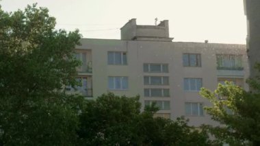 Yaz aylarında şehrin hava kavak kabartmak sinekli