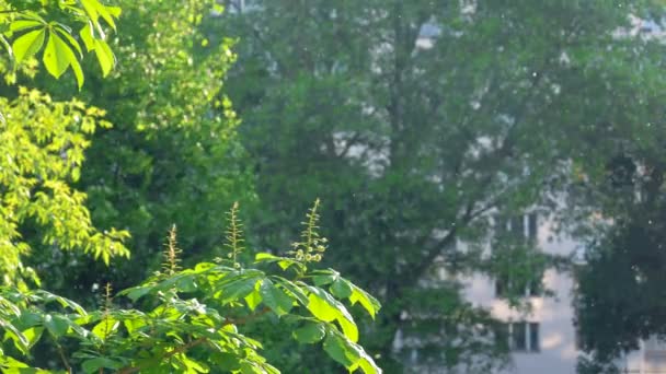 Тополя Пух мух в повітрі міста в літо — стокове відео