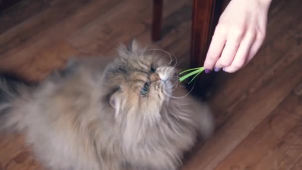 A Woman Hand Feeds A Funny Cat With Grass At Home — Stock Video