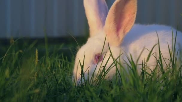 Zblízka Bílý králík jíst trávu na zeleném trávníku v louce — Stock video